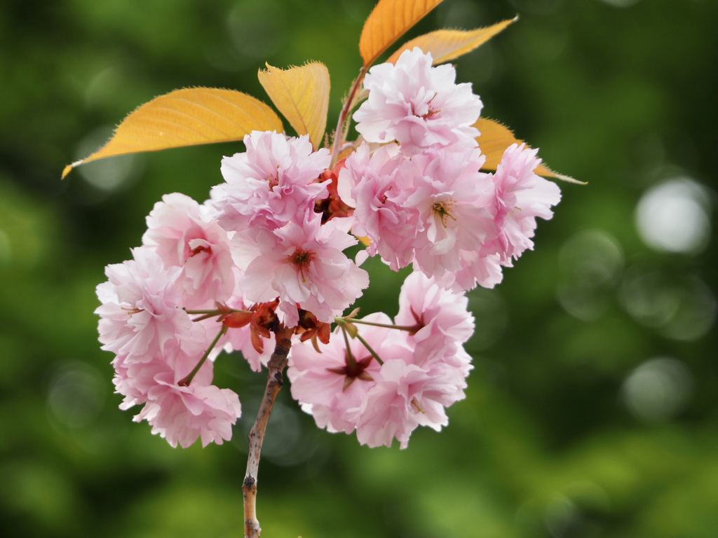 北海道庁の八重桜