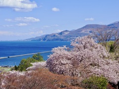 桜と日本海と