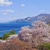 桜と日本海と