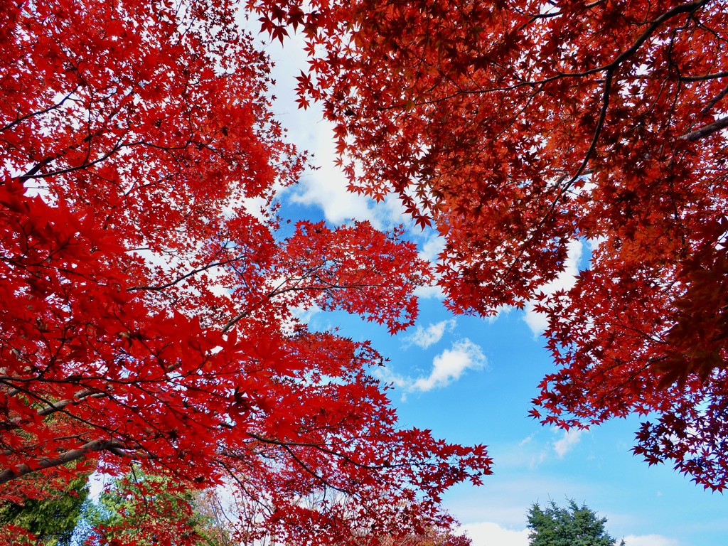 真っ赤な紅葉と青空