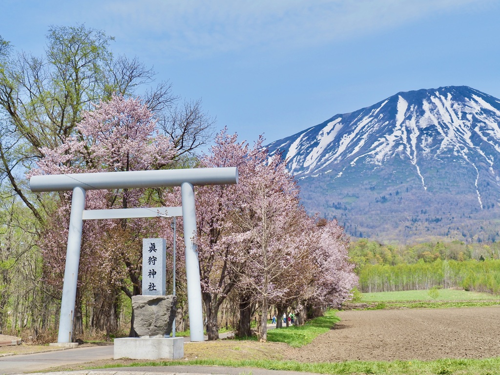 真狩神社の春