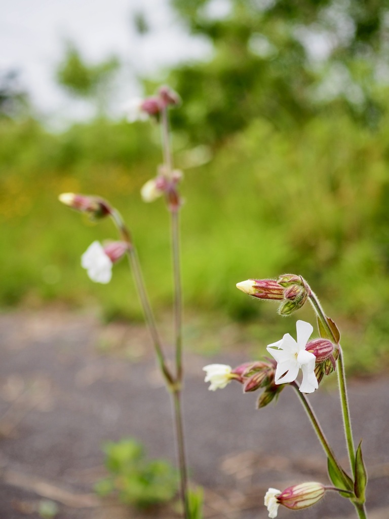 道端に咲く花③