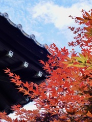 真夏の紅葉