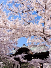 桜寺