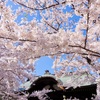 桜寺