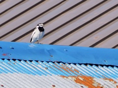 錆びた屋根直さないと