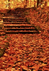 落ち葉で覆われた階段…