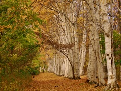 秋全開の白樺並木