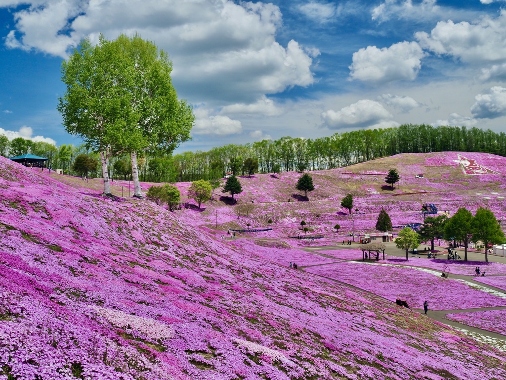 青空・新緑・芝桜