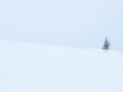 「かの有名な木」ではありません