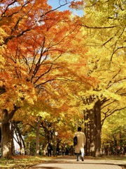 オレンジと黄色の中を歩く