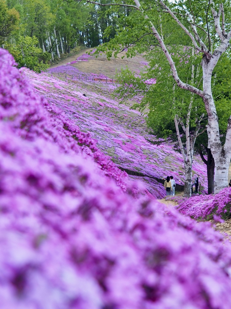 芝桜の向こう側…