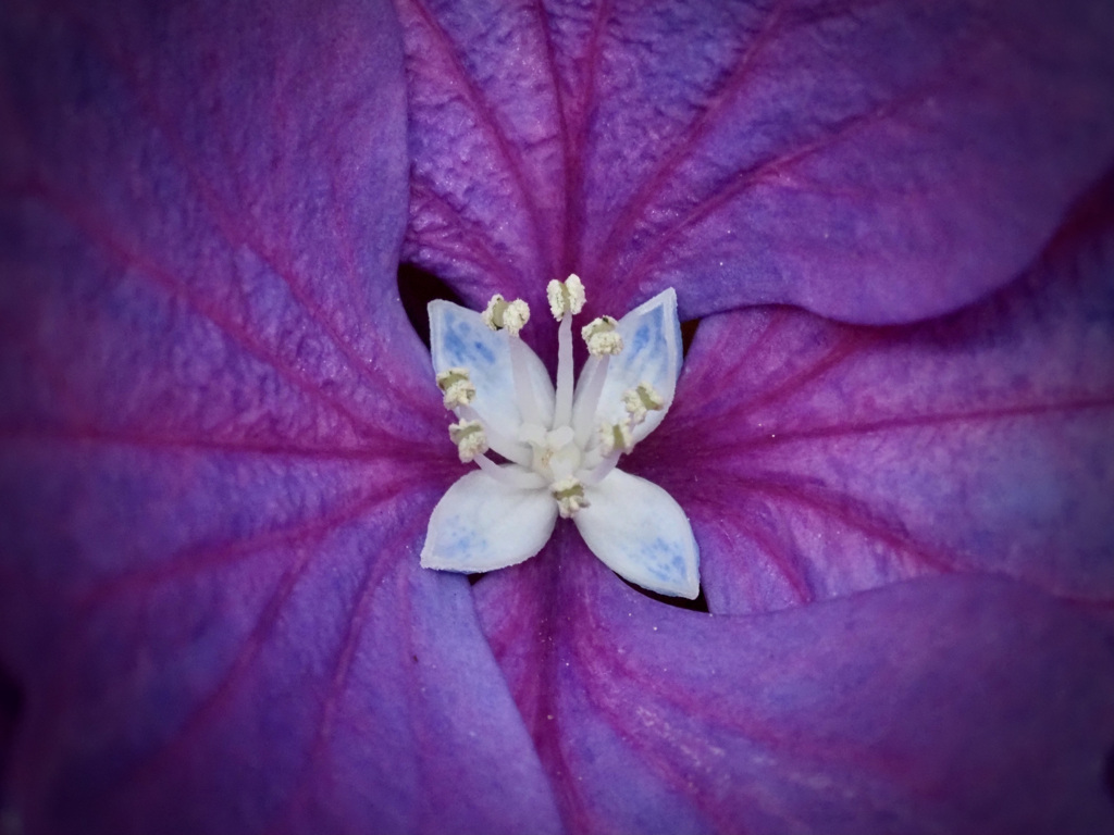 装飾花