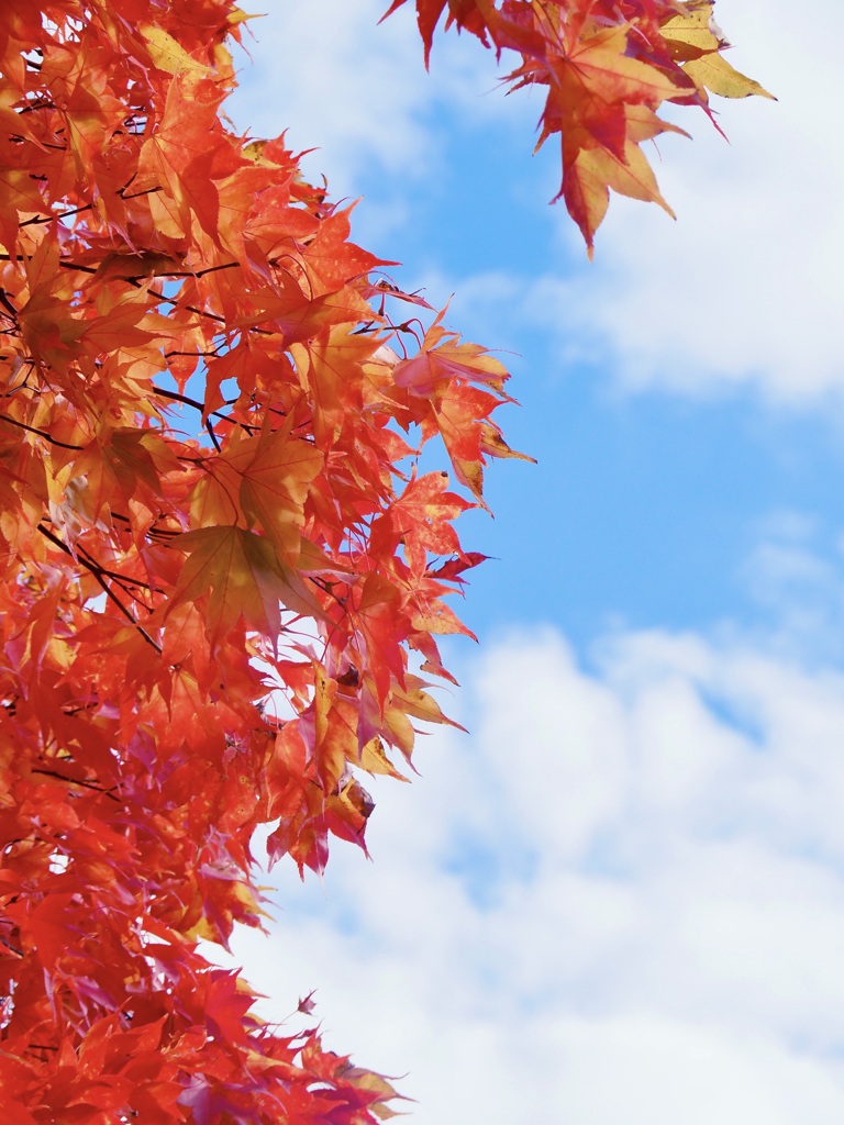 紅葉・雲・青空