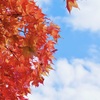 紅葉・雲・青空