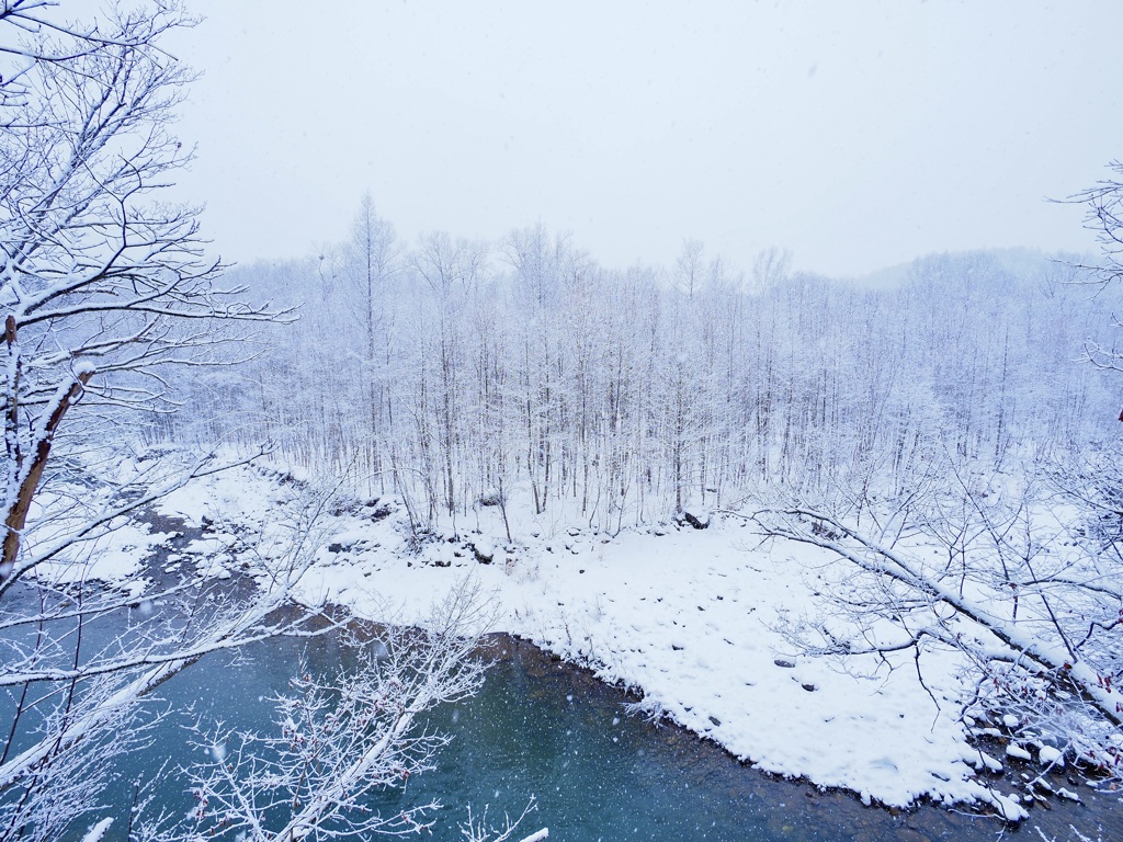 White Forest