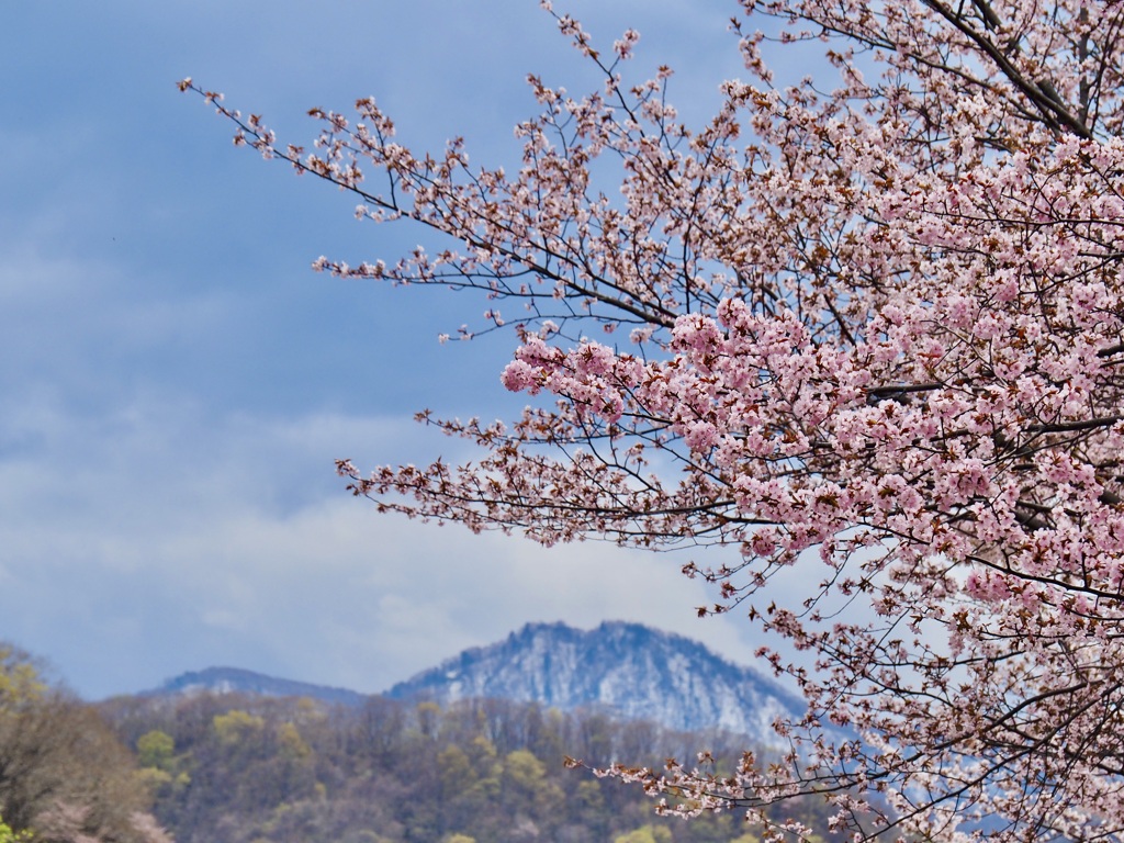 残雪と桜