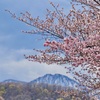 残雪と桜