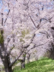桜まみれ