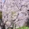 桜まみれ