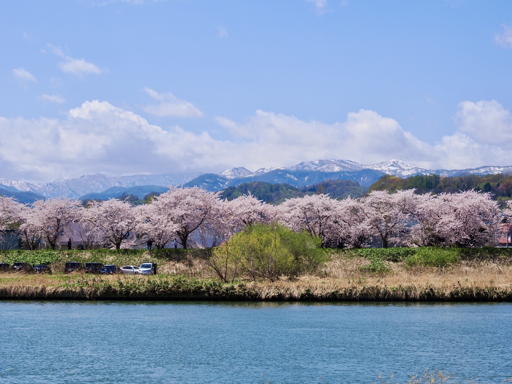 川と桜と雪山と