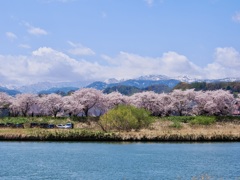 川と桜と雪山と