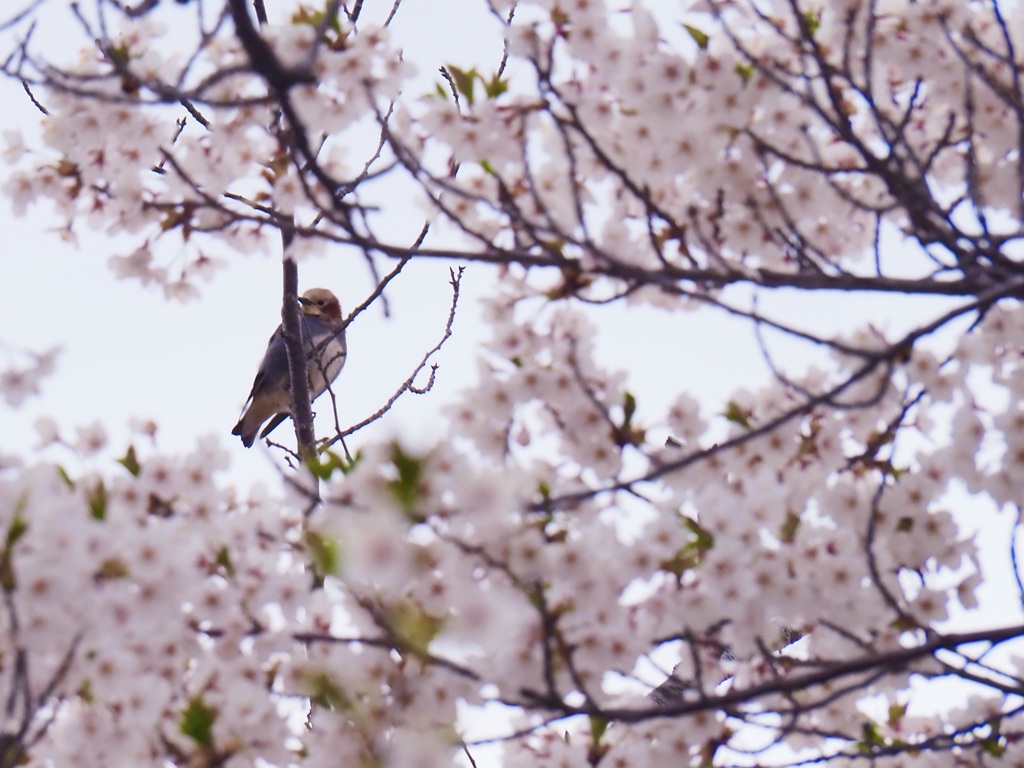 桜コムク