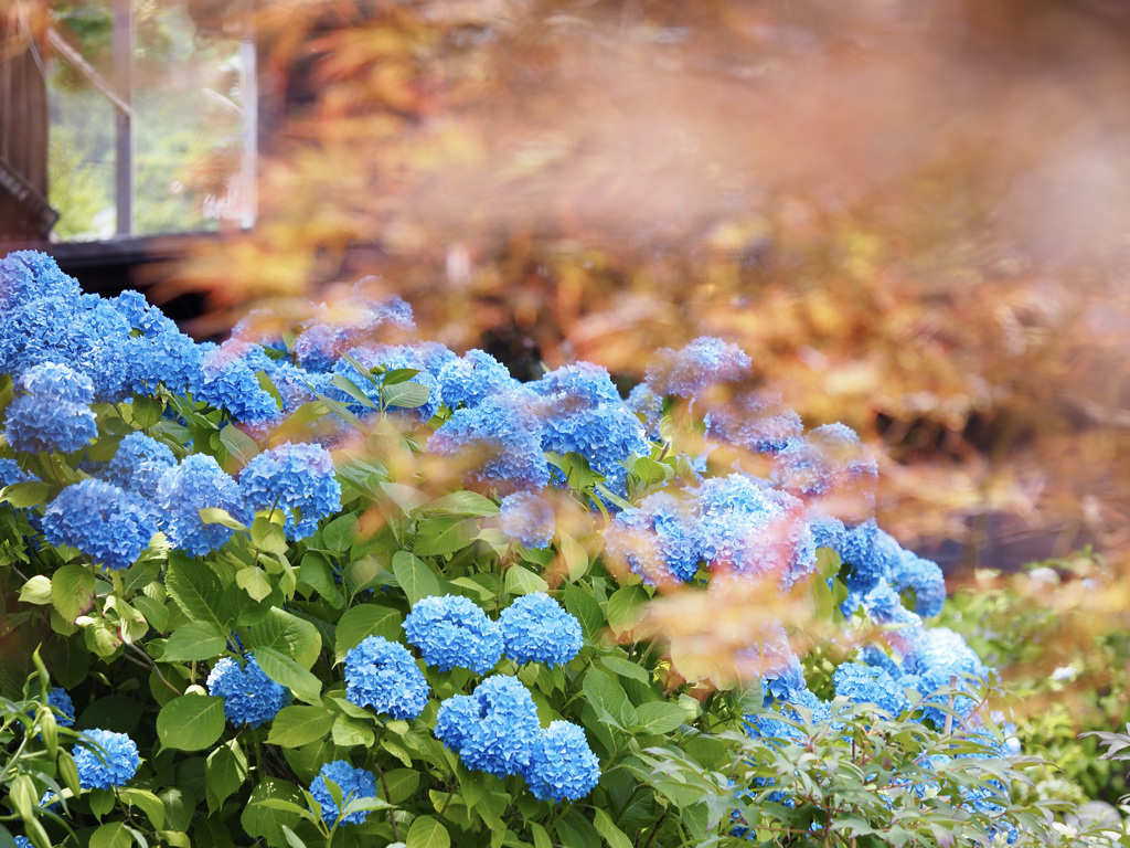 紫陽花と紅葉