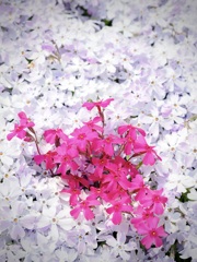 白・ピンク