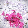 白・ピンク