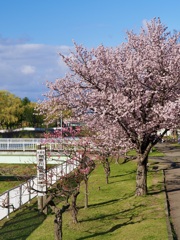 川沿桜