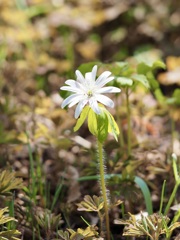 一輪の花