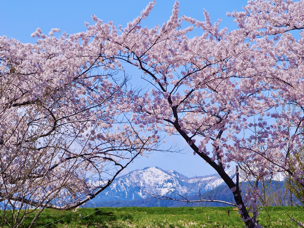 桜と雪山と
