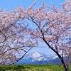 桜と雪山と