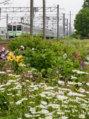 おばあちゃんの花畑とともに