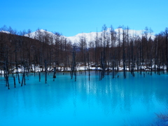 4月の青い池
