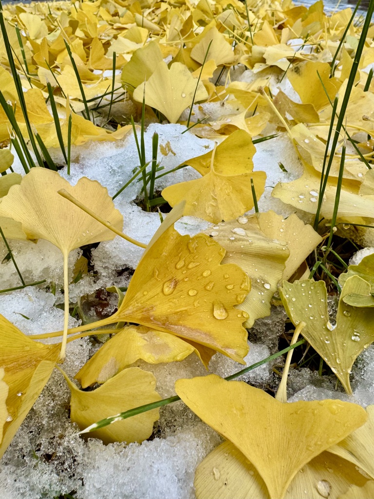 根雪にはまだ早い