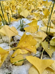 根雪にはまだ早い