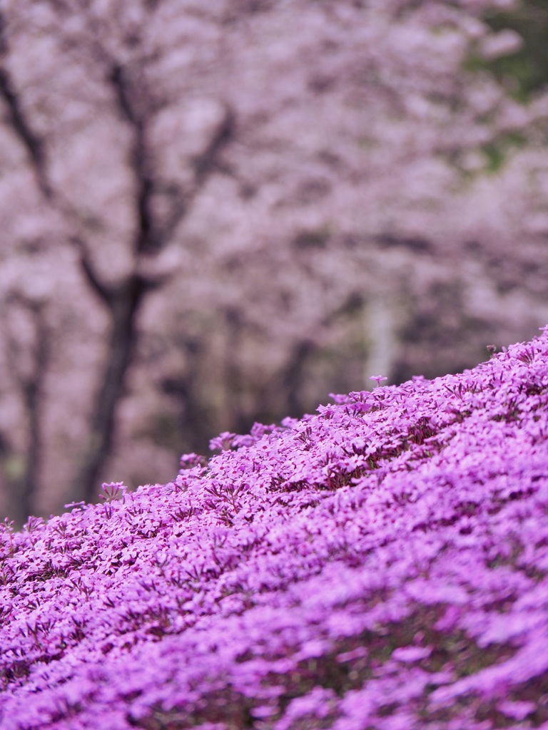 上も下も桜