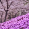 上も下も桜