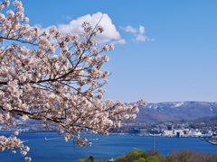 桜と小樽の街と