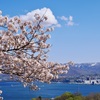 桜と小樽の街と