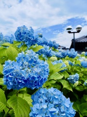 紫陽花の色