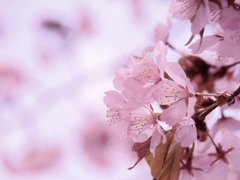 桜、始めました