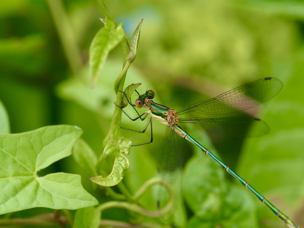 Metal Green Body