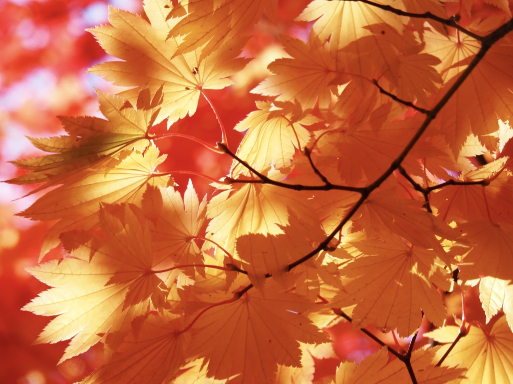 透かし紅葉①