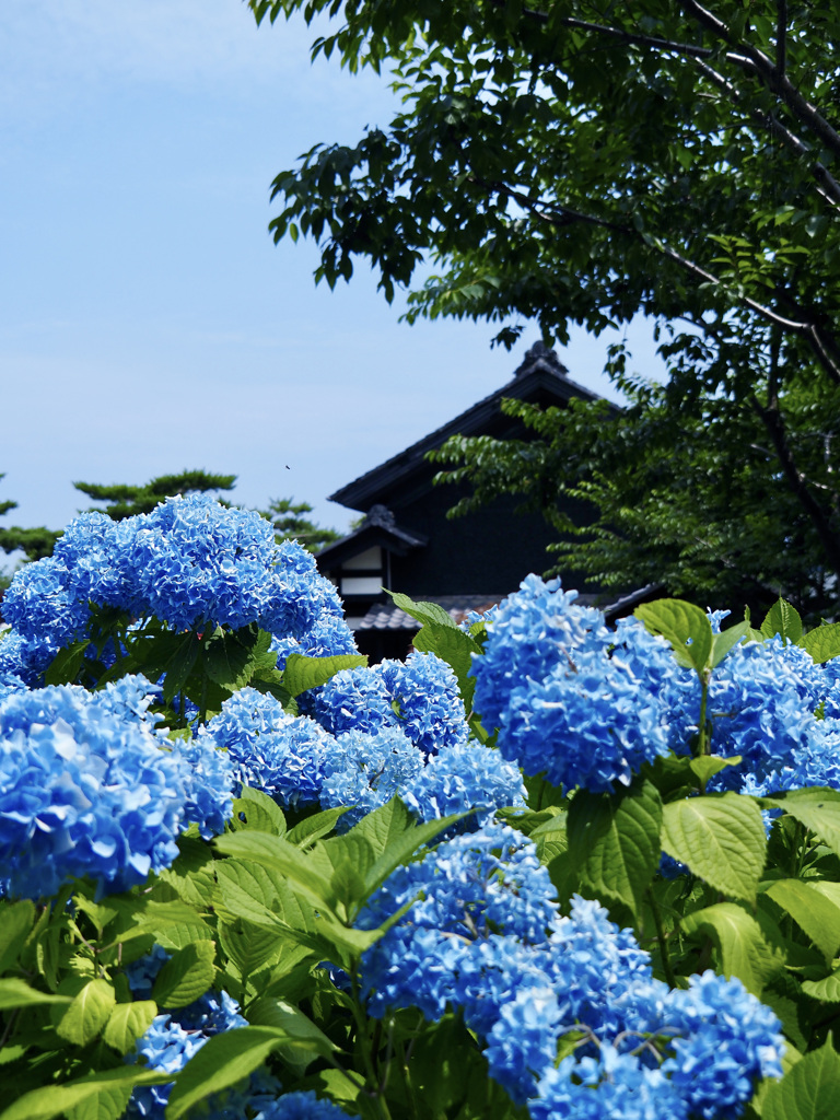 青い紫陽花