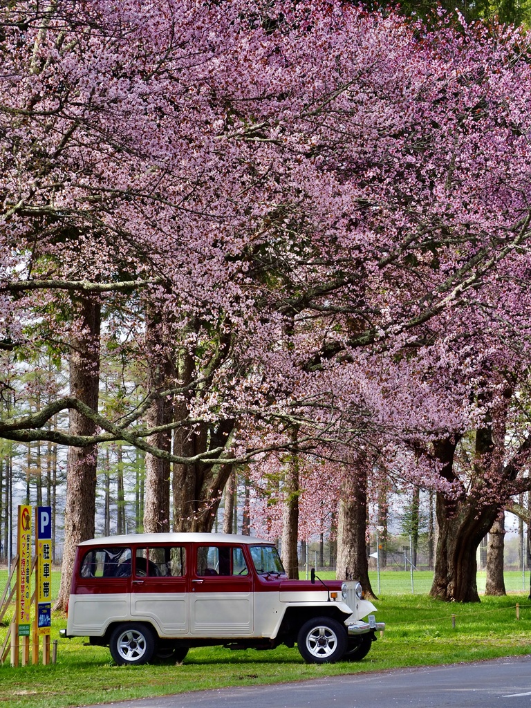 桜の下の三菱ジープ