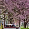 桜の下の三菱ジープ