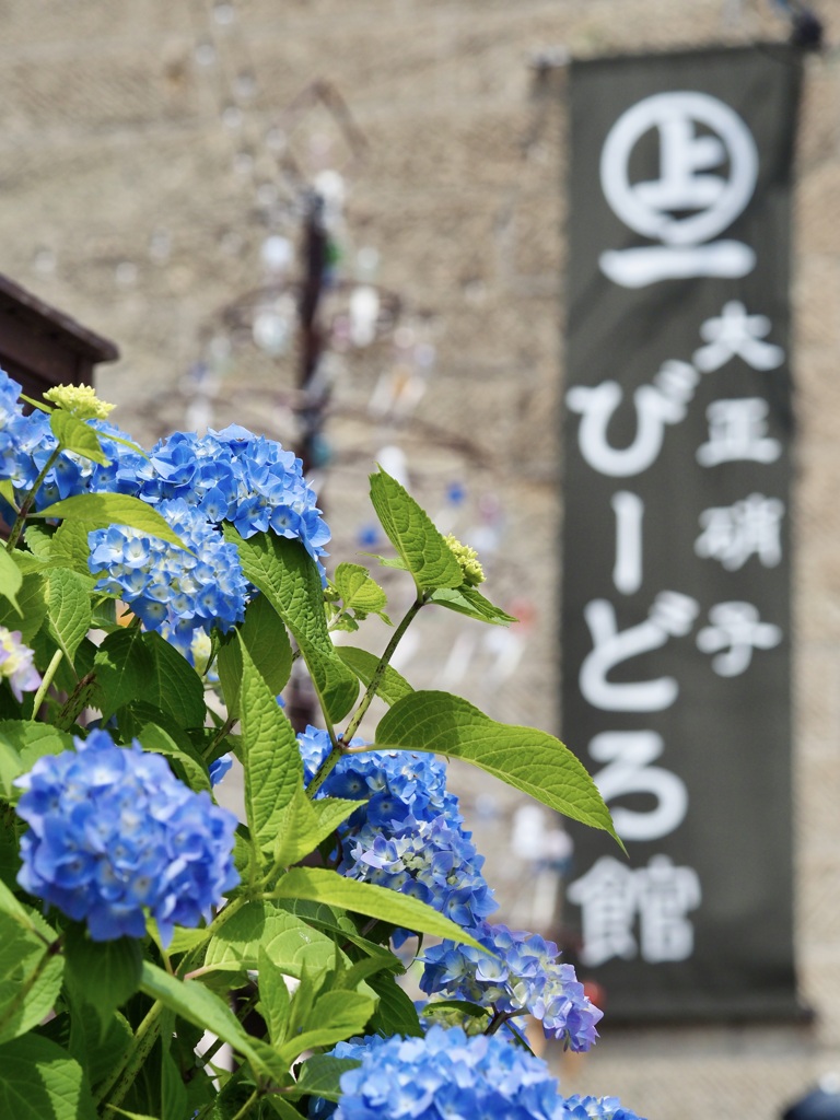 小樽の紫陽花